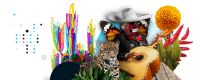 Mexico International Week
