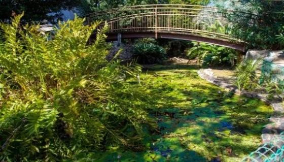 TAU's botanic gardens feature much natural beauty. (Photo: Rafael Ben-Menashe, TAU)
