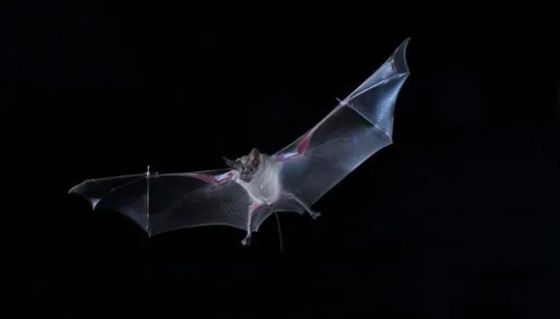 Greater Mouse-Tailed Bat (Photo courtesy of Jens Rydell).